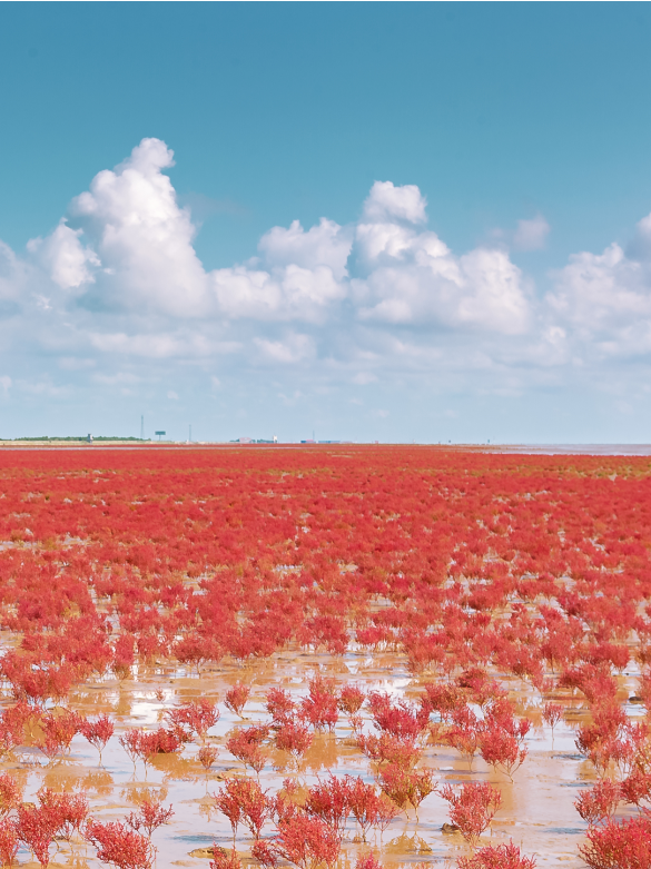 1763564110-4ffce04d92a4d6c