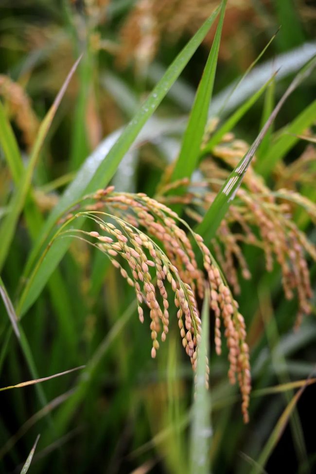 1763564120-4ffce04d92a4d6c-1